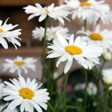 Girasole Villa Limni  Екстер'єр фото